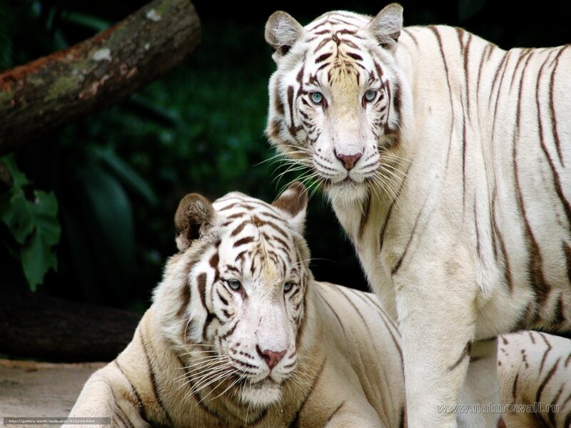 Two white tigers in forest