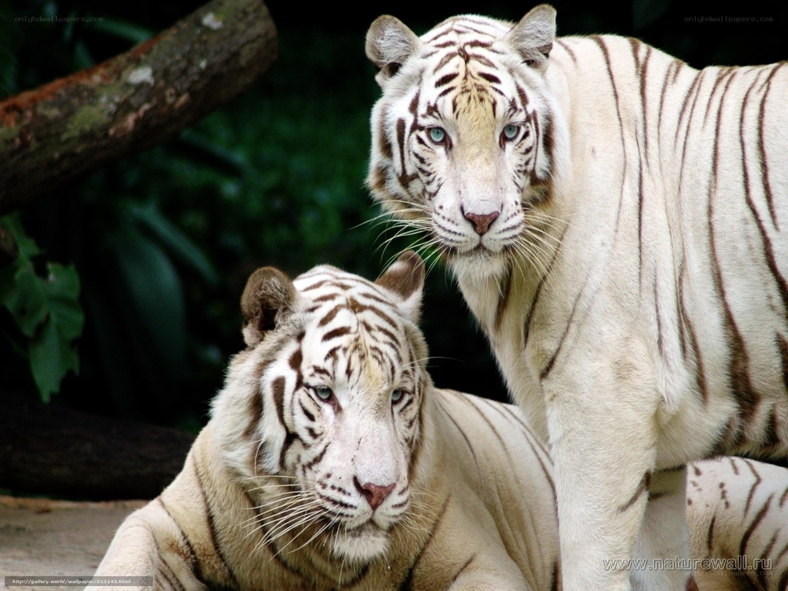 Two white tigers in forest
