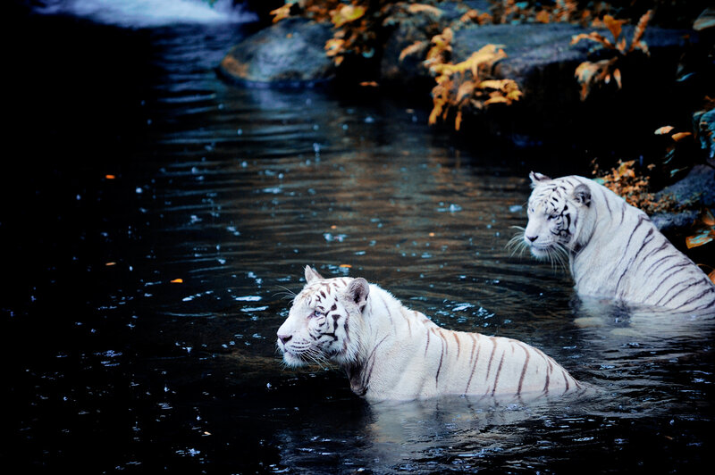 Two White Tigers in Water — Calm