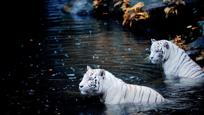 Two white tigers in water