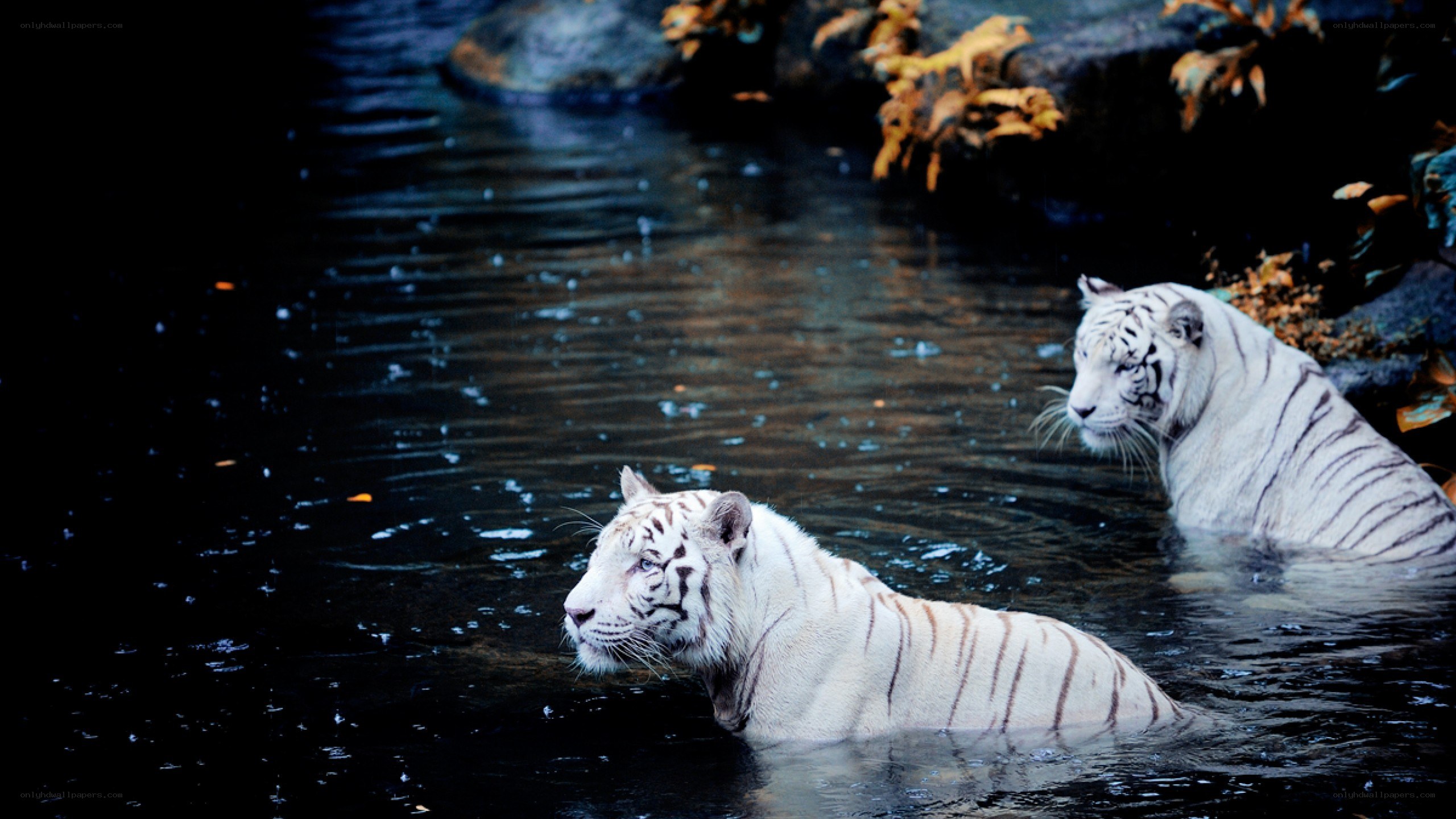 Two white tigers in water