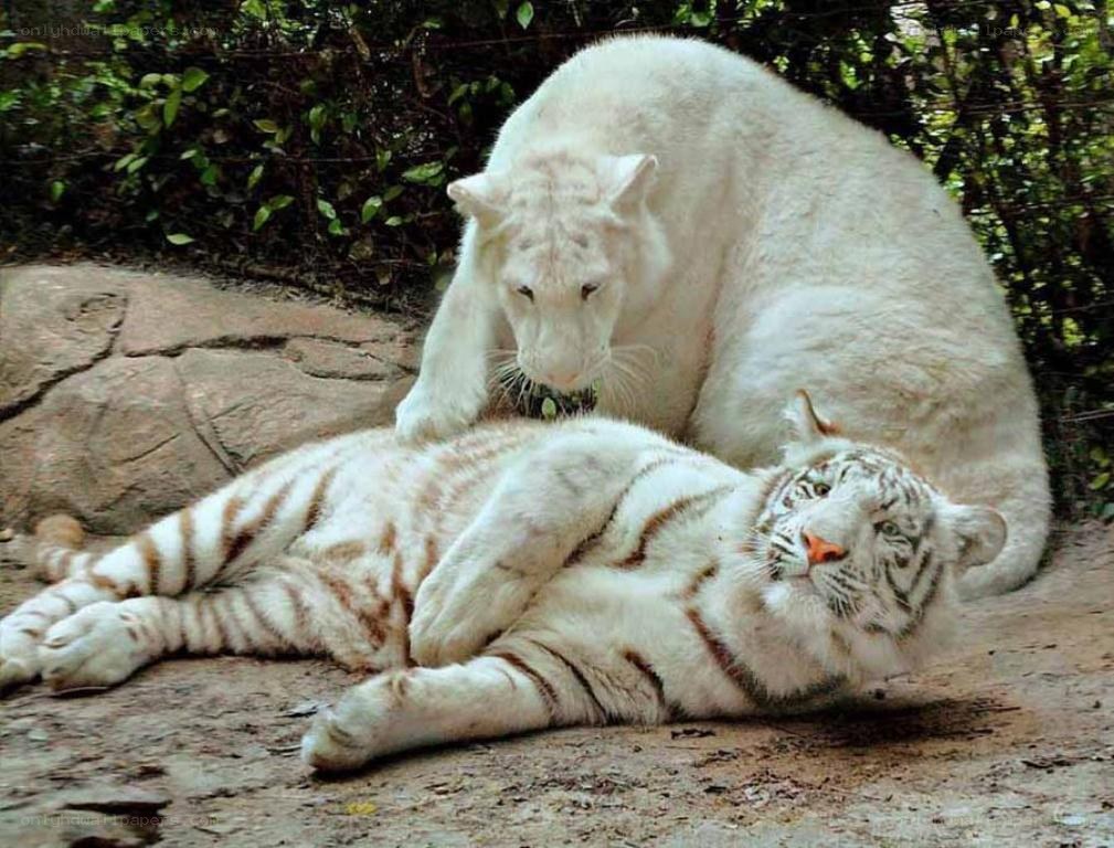 Two white tigers interacting