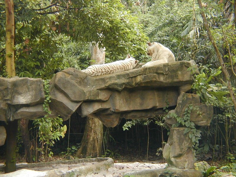 Two white tigers on a rock