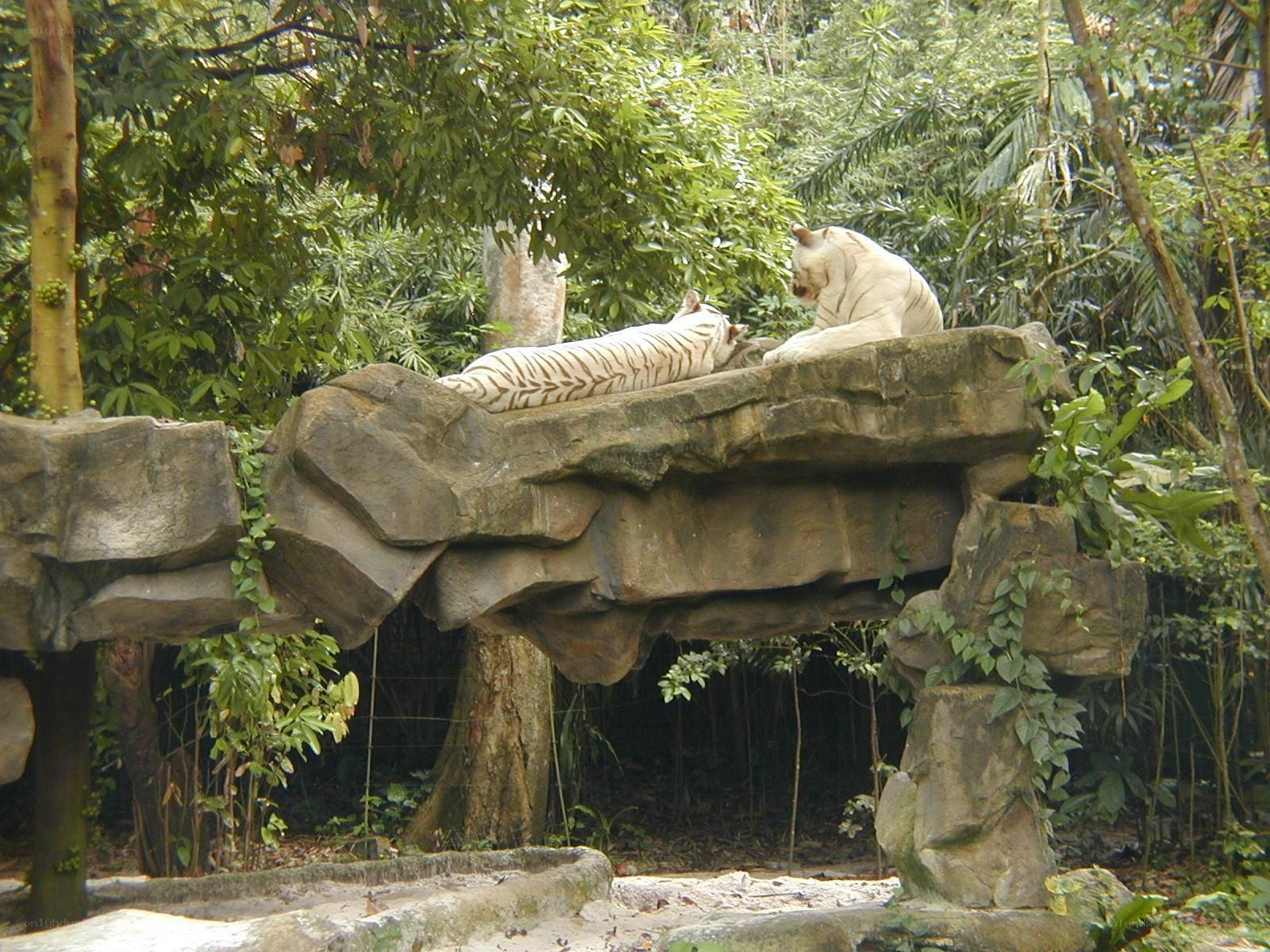 Two white tigers on a rock
