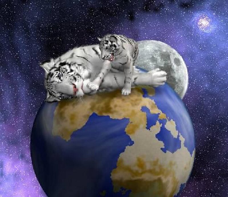 Two White Tigers on Earth — Blue
