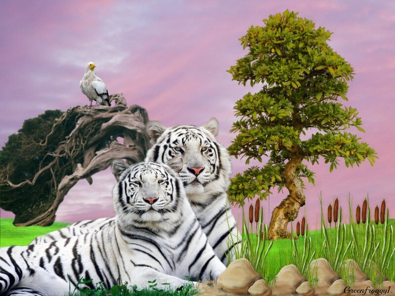 Two White Tigers — Pink