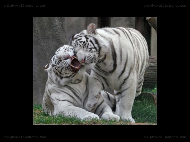 Two white tigers playing