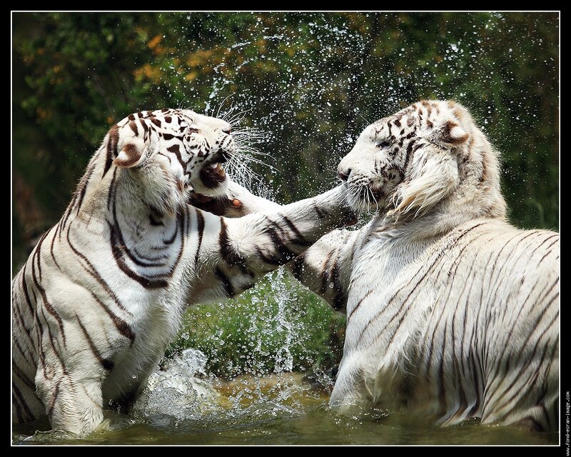 Two white tigers playing in water