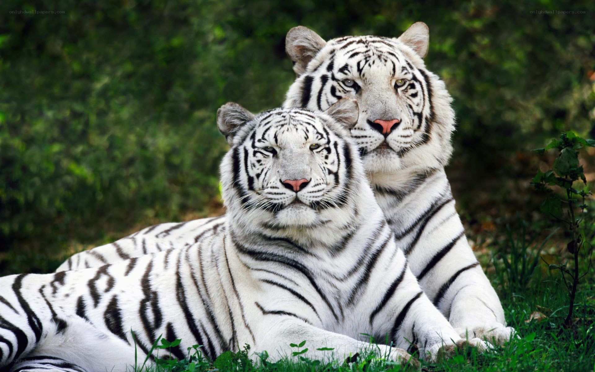 Two white tigers resting