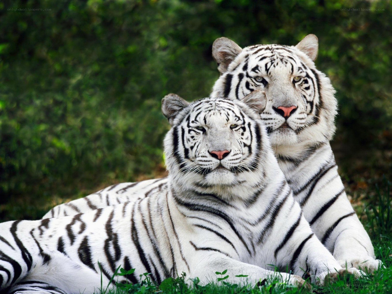 Two white tigers resting