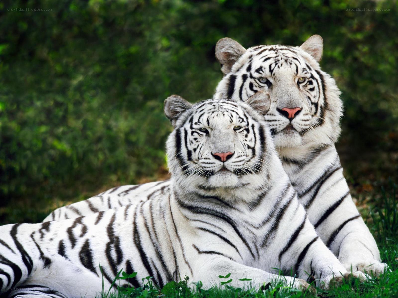 two white tigers resting