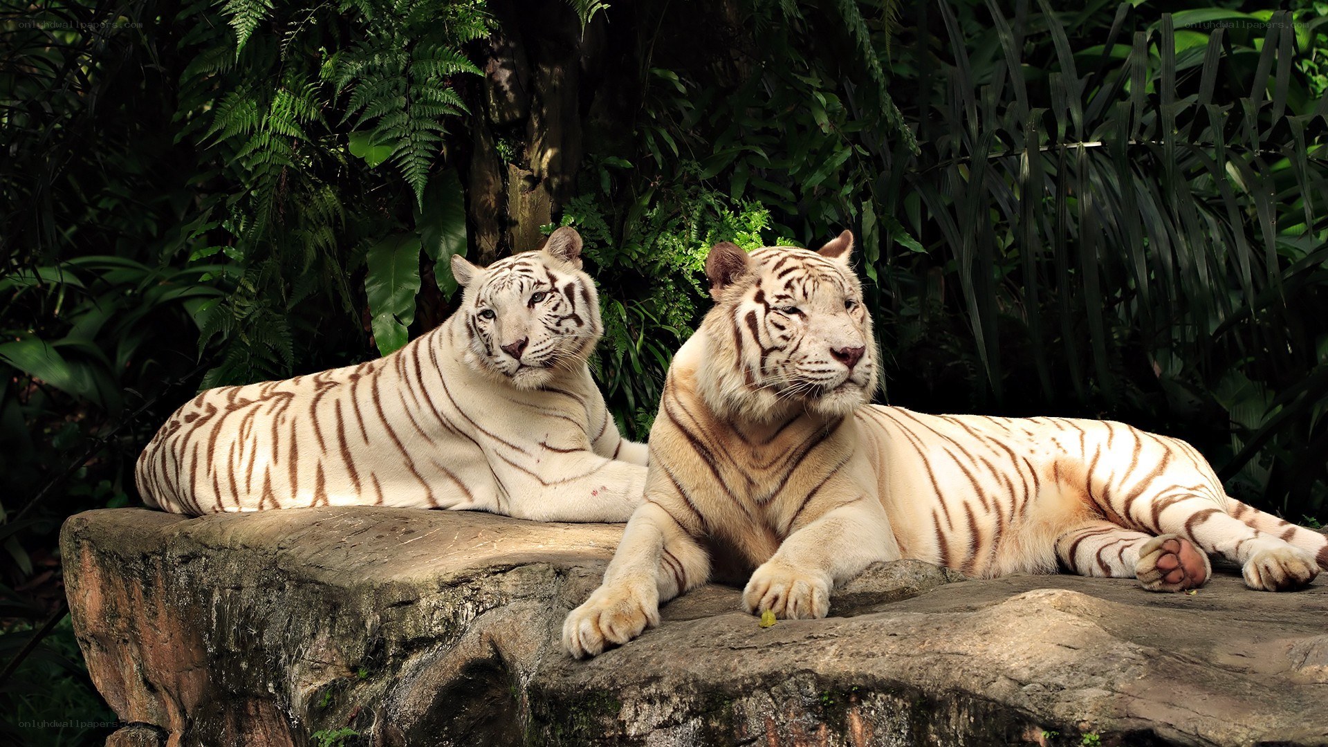 Two white tigers resting