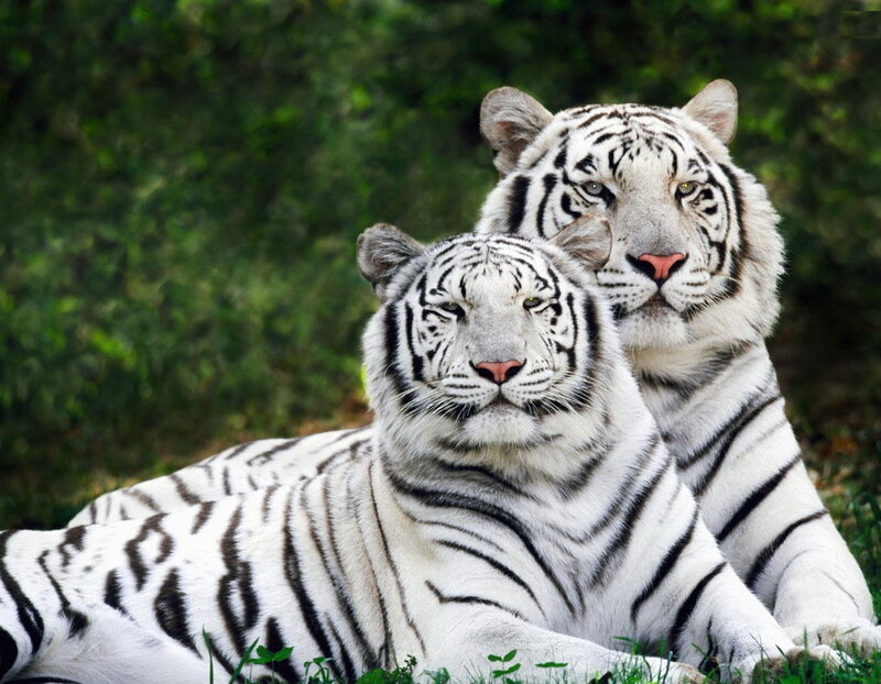 Two white tigers resting