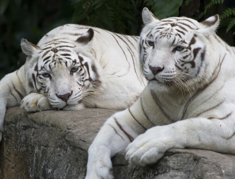 two white tigers resting