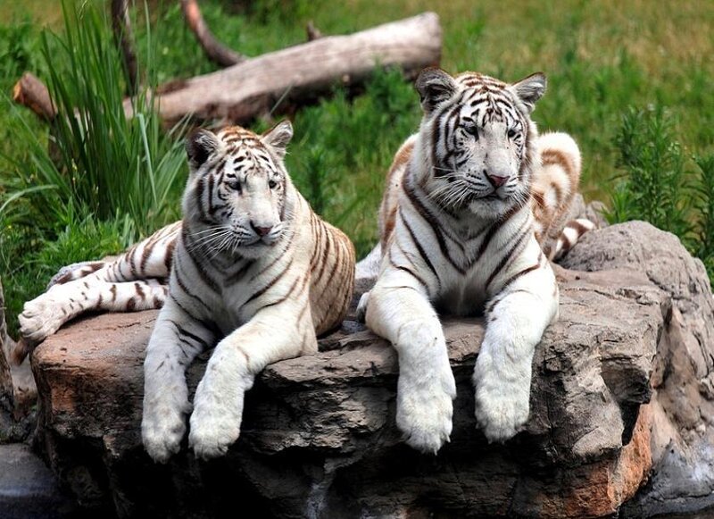 Two white tigers resting