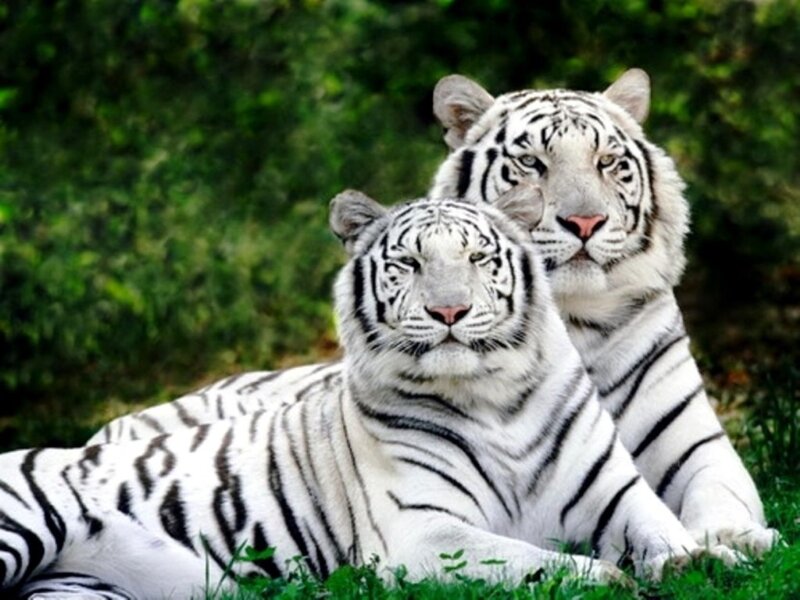 Two white tigers resting