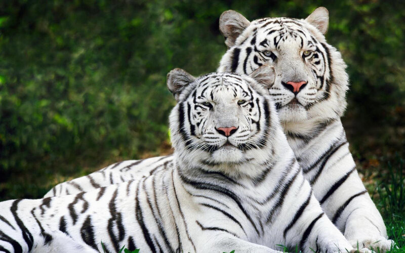 Two white tigers resting