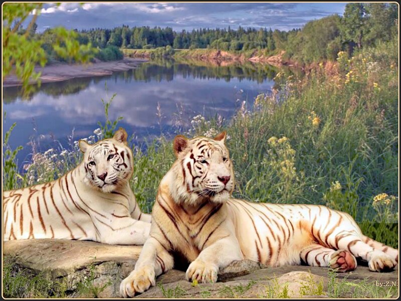Two White Tigers — Serene, Afternoon