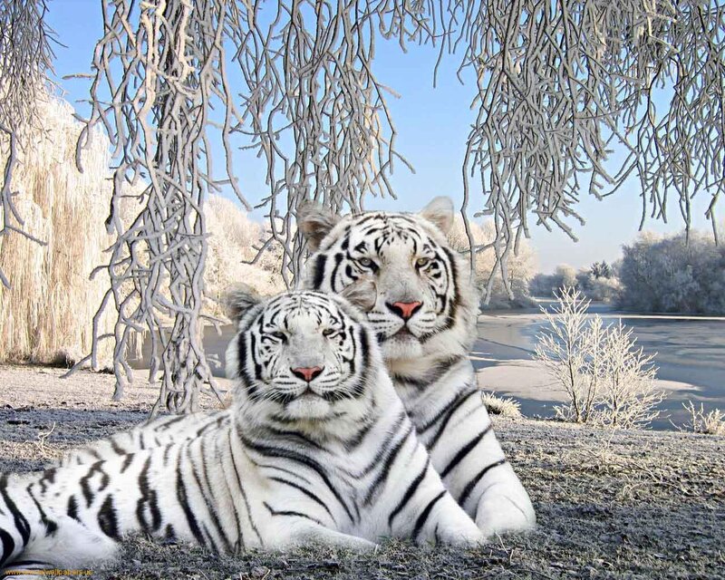 Two White Tigers — Serene