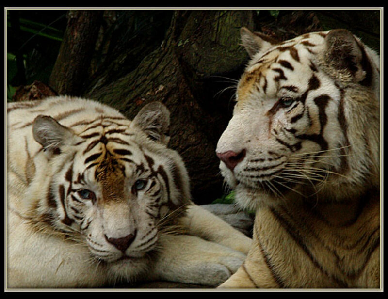 Two White Tigers