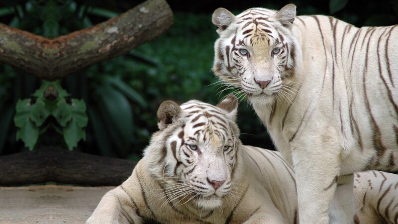 Two White Tigers — Tiger