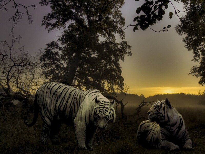 Two White Tigers — Yellow