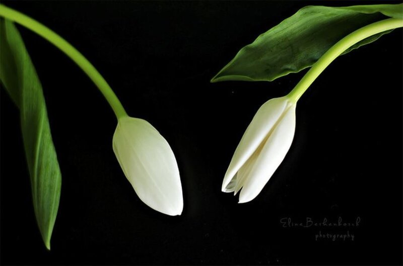Two White Tulips — Dramatic