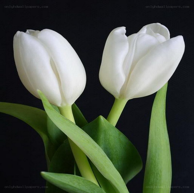 Two white tulips on black