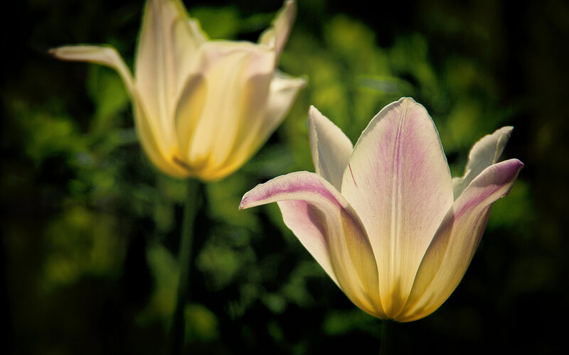 Two White Tulips — Serene, Afternoon