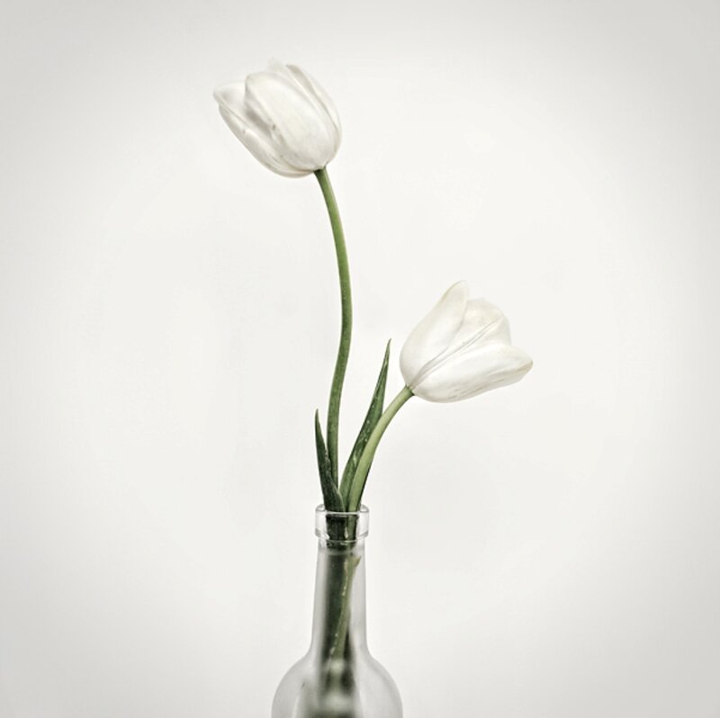 Two White Tulips — Serene, Photograph
