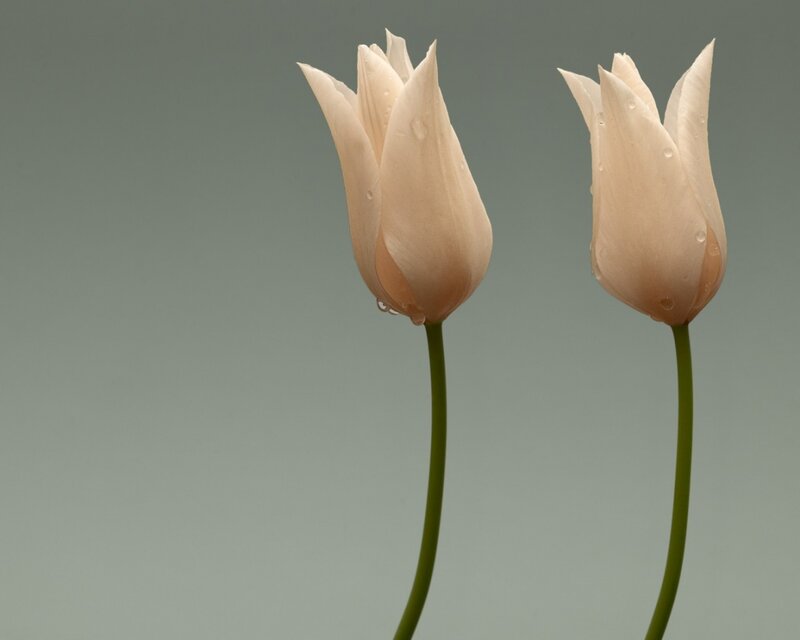 Two White Tulips — Serene, Photograph, Water Droplets, Green Stems