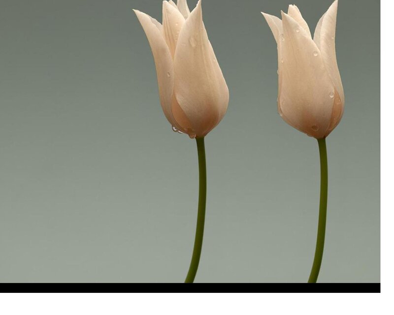 Two White Tulips — Serene