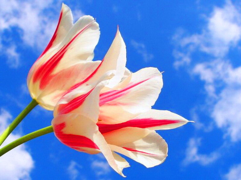 Two White Tulips