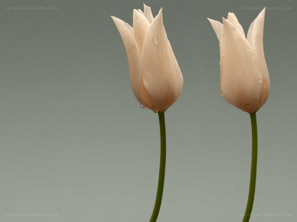 Two white tulips with water droplets