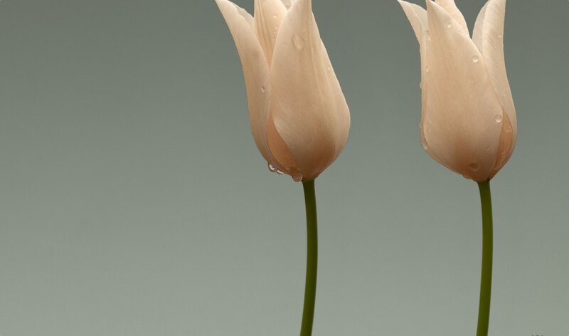Two white tulips with water droplets