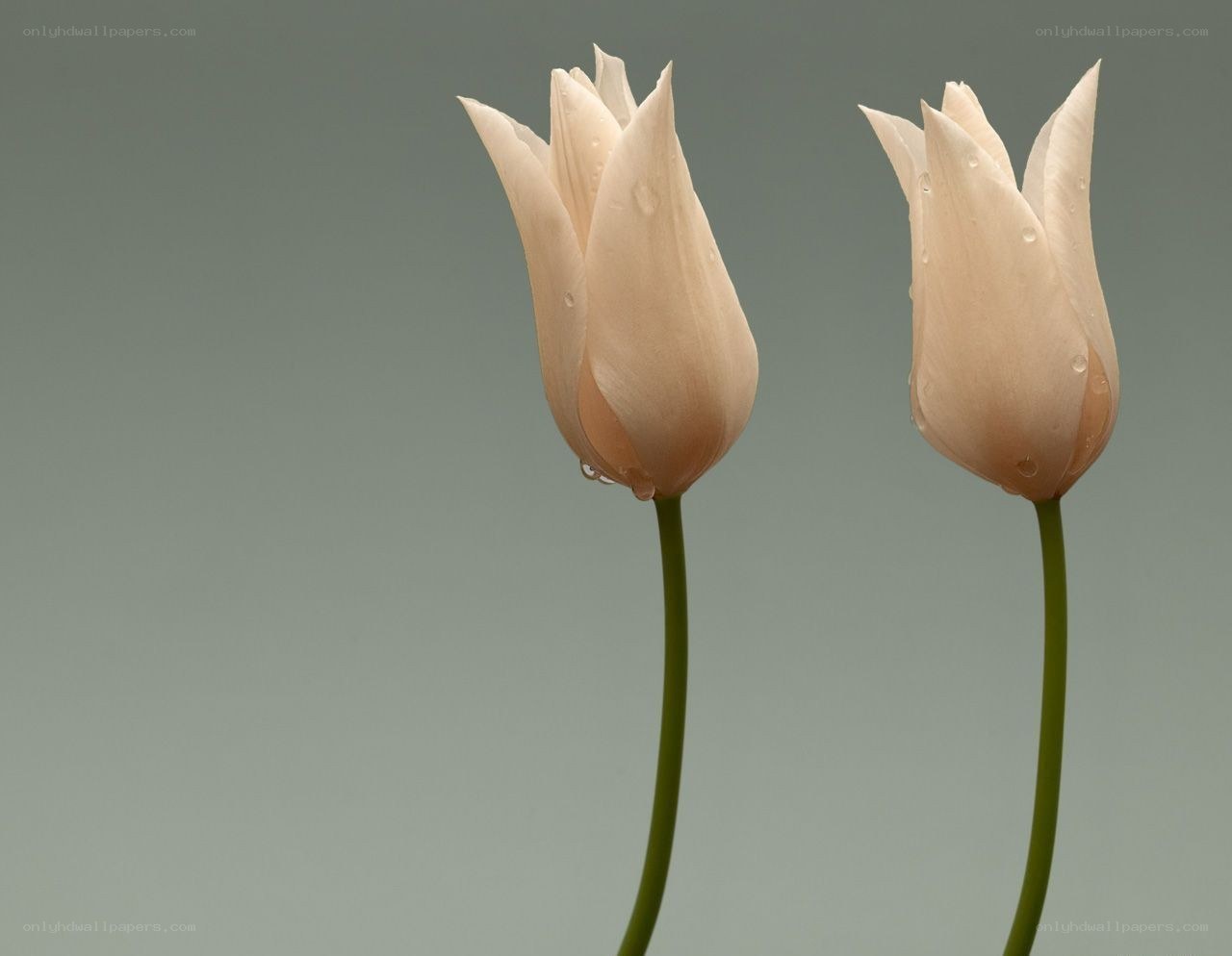 Two white tulips with water droplets