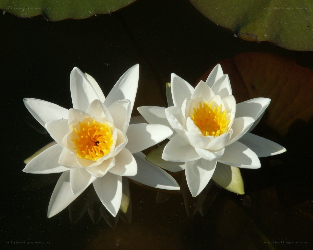 Two white water lilies on pond