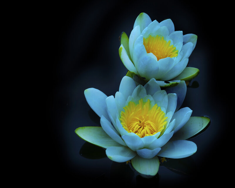 Two White Water Lilies — Serene