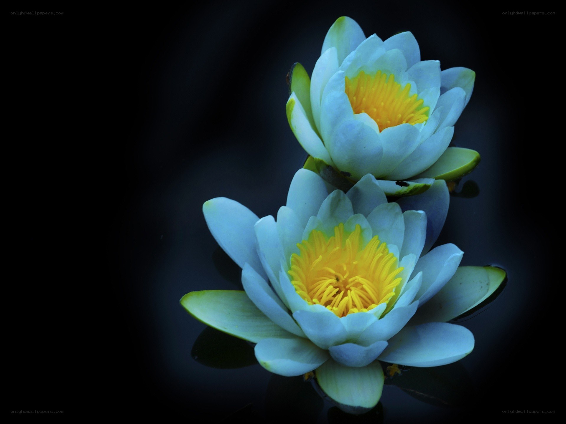 Two white water lilies