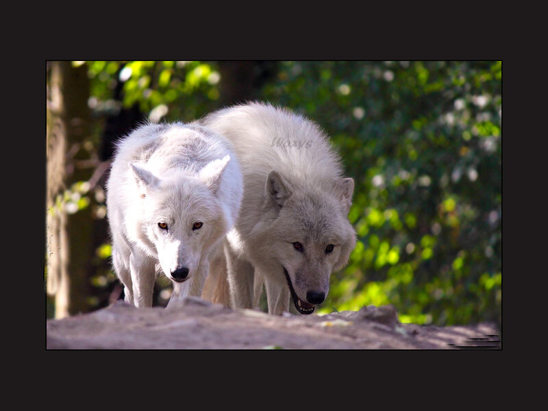 Two White Wolves — Alert, Afternoon, Photograph