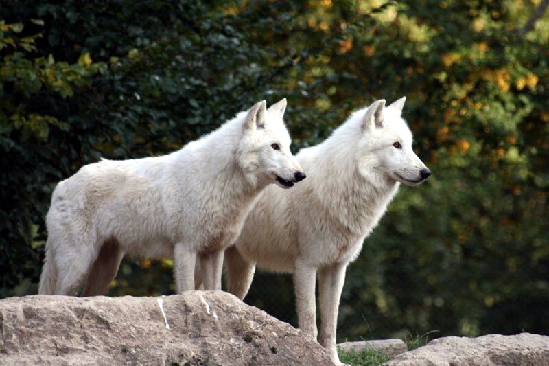 Two White Wolves — Alert, Afternoon