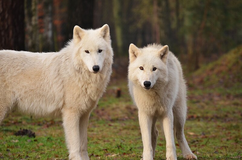 Two White Wolves — Alert, Autumn