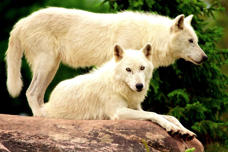 Two White Wolves — Alert, Photograph, Rock