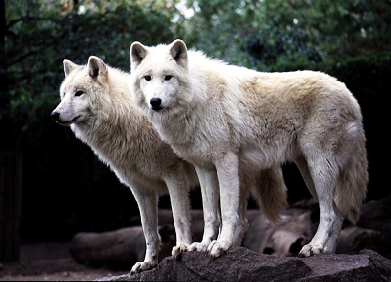 Two White Wolves — Alert, Photograph, Rocks