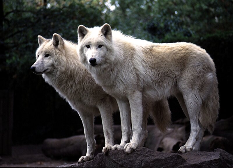Two White Wolves — Alert, Photograph