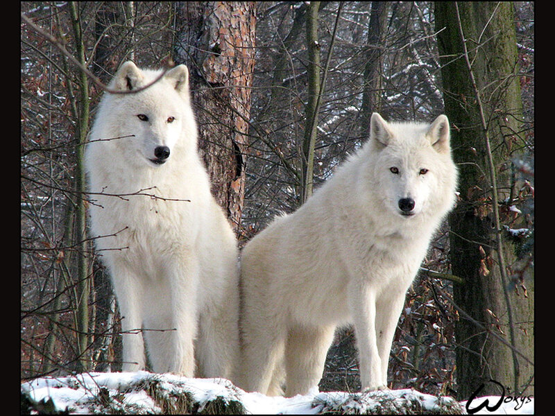 Two White Wolves — Alert