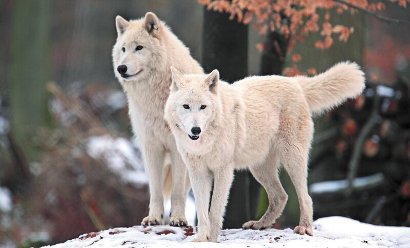 Two White Wolves — Alert, Winter, Photograph, Snow, Trees
