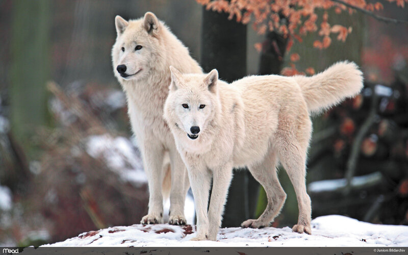 Two White Wolves — Alert, Winter, Photograph
