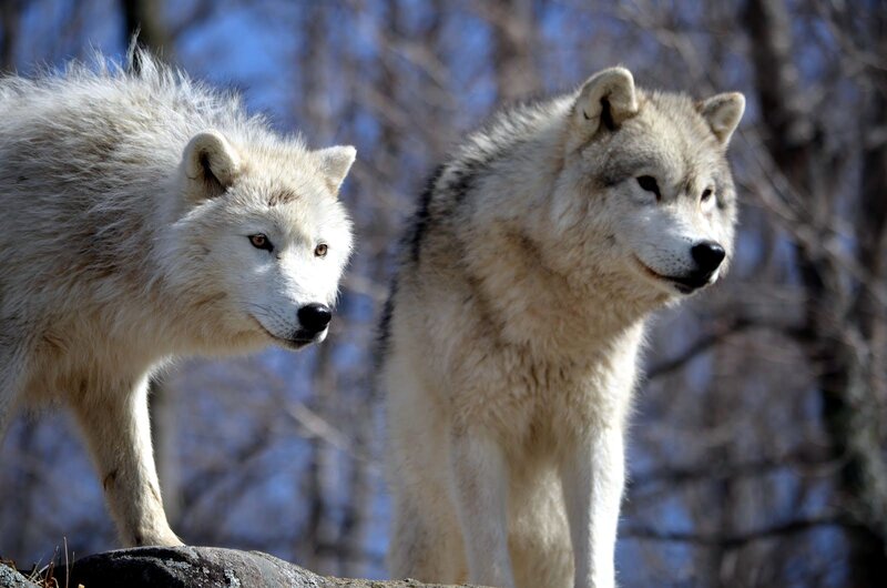 Two White Wolves — Alert, Winter