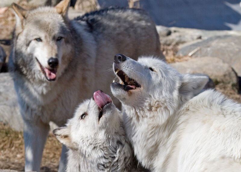 Two White Wolves and One Gray Wolf